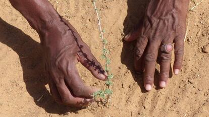Un pastor africano revisa plantaciones que beneficiarán al ganado. / Á. LUCAS