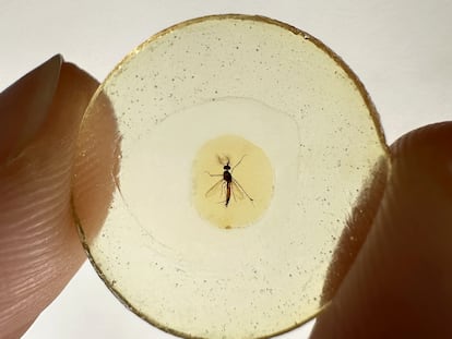 Los mosquitos fueron atrapados por la resina de un árbol en lo que hoy es Líbano que, convertida en ámbar, ha conservado casi intactos a los insectos durante millones de años.