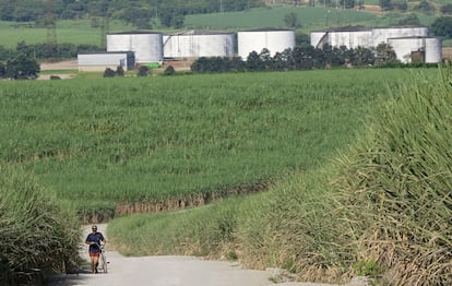 Una persona camina entre campos de caña de azúcar en Piracicaba, Brasil. Al fondo, tanques llenos de etanol.