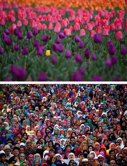 Campo de tulipanes en plena floración en las afueras de Srinagar, Cachemira. / Congregación de devotos con motivo del aniversario de la muerte del primer califa del Islam, Abu Bakr Siddiq, en el santuario de Hazrtbal en Srinagar, Cachemira.