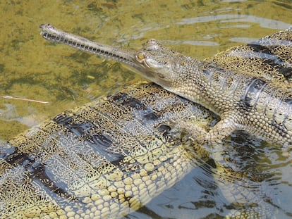 Gavial ('Gavialis gangeticus').