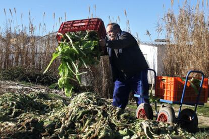 Un agricultor de Villa del Prado (Madrid) tira verdura al no poder venderla.