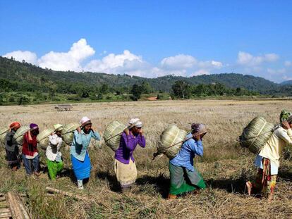 Mujeres de la tribu Tiwa transportan bolsas de arroz en su granja en el distrito de Karbi Anglong en el estado de Assam (India). 