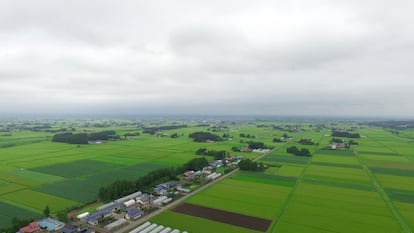 A região de Osaki, no Japão, desenvolveu o cultivo de arroz em arrozais e pântanos de baixa altitude nas bacias dos rios Eai e Naruse. É um sistema engenhoso que controla a temperatura e o fluxo de água, transformando a paisagem e adaptando-a ao uso de campos de arroz. É conhecido como Osaki Kōdo e é fundamental porque a região sofre frequentes secas e também inundações em alguns períodos, além do 'yamase', um vento frio e úmido que dá origem a baixas temperaturas.