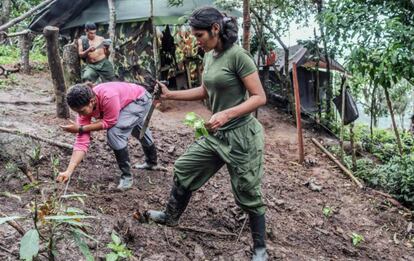 Guerrilheiras das FARC trabalham em horta enquanto aguardam transferência para as zonas de transição