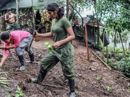 Guerrilheiras das FARC trabalham em horta enquanto aguardam transferência para as zonas de transição