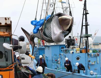 Una ballena Minke es descargada de un barco en el puerto de Kushiro (Japón)