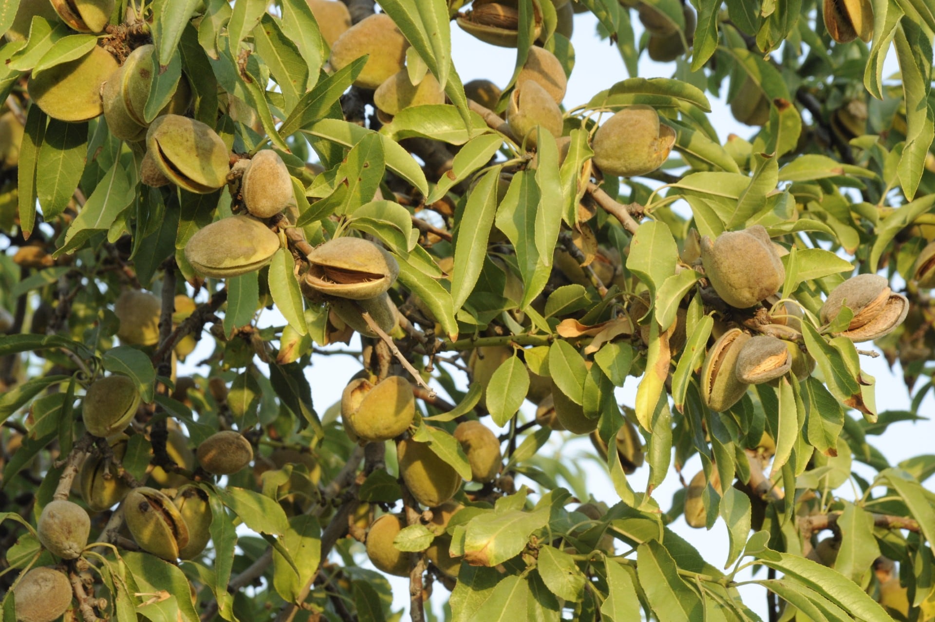 Almendros alicantinos en una imagen cedida por Asaja.