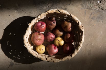 Papas Antiguas de las variedades bonitas, azucenas, negras y negras oro.