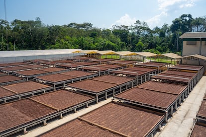 Cocoa beans in the drying process at the El Ceibo Cooperative Center, in July 2024.