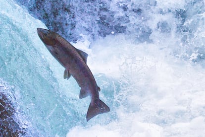 Un ejemplar de salmón en un río.
