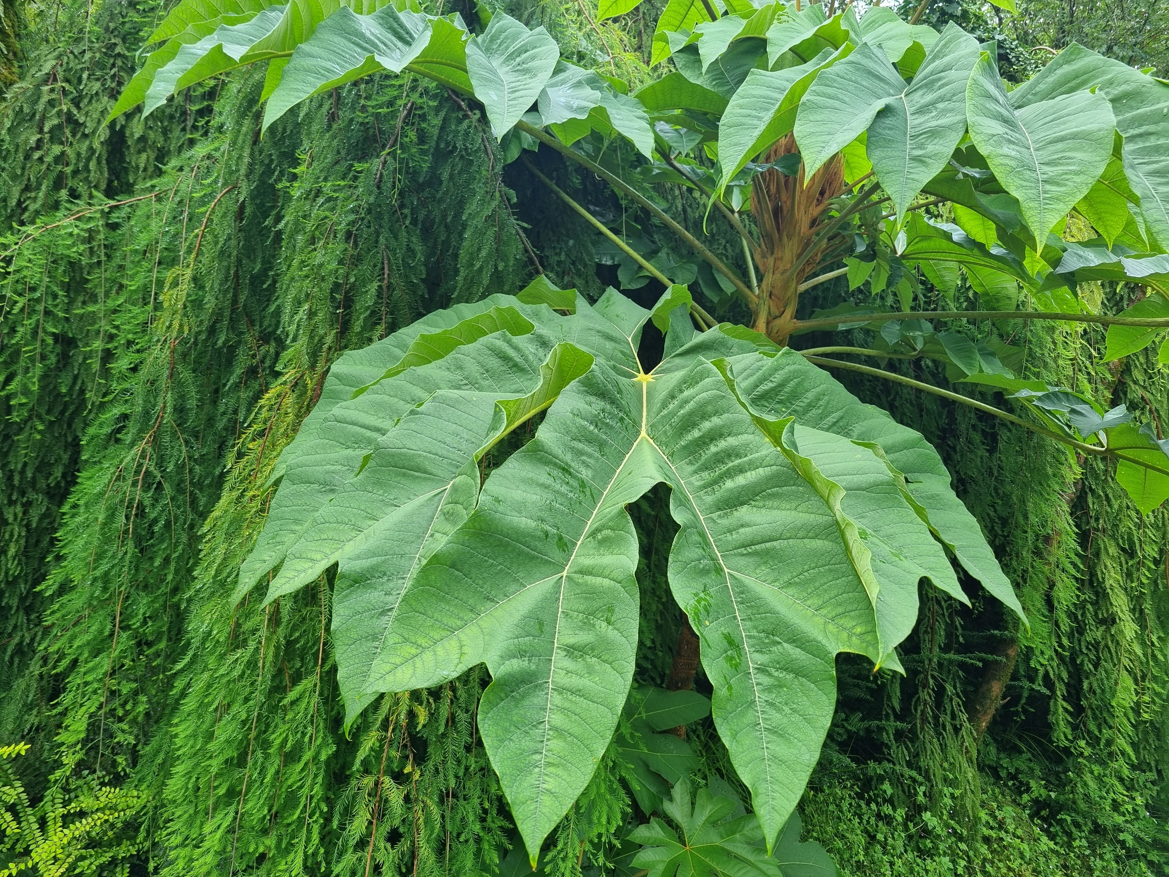 So is tetracanax, much more than a plant of giant leaves.
