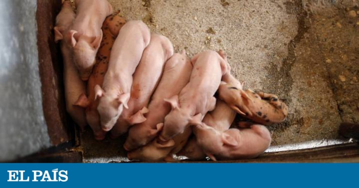 elpais.com