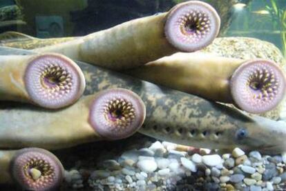 Ejemplares de lamprea del Aquarium Finisterrae.