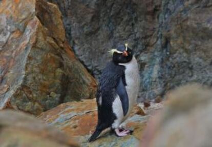 Un pingüino crestado salvaje, avistado en libertad en la isla Sur de nueva Zelanda.