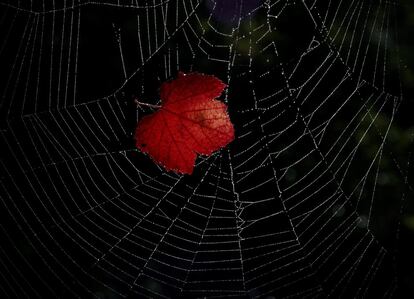 Una hoja con los colores típicos del otoño permanece atrapada en la tela de una araña con el rocío de la mañana sobre su hilo de seda, este miércoles en Pamplona.