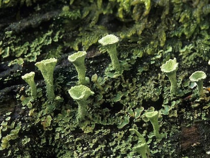 Líquenes que cubren de arte la naturaleza