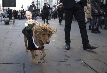 Un hombre se dirige a una manifestación delante de la embajada estadounidense junto a su perro disfrazado con una peluca y traje parecido al del presidente electo de EE.UU., Donald Trump, y con un muñeco con el rostro del presidente ruso, Vladímir Putin, en el centro de Londres (Reino Unido).