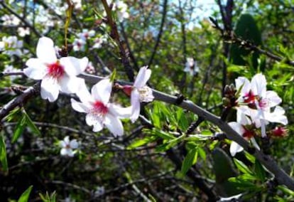 Flor de almendro en Santiago del Teide (Tenerife).