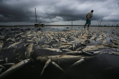 Fabiano Jose de Souza, administrador del parque nacional de Lagoa do Peixe (Laguna del Pez), en el estado brasileño de Río Grande del Sur, observa el gran número de peces muertos víctimas de la sequía que afecta a esta laguna natural del municipio de Tavares.