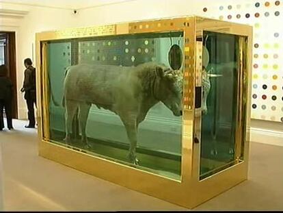 Subastado por 13 millones de euros el becerro en formol de Damien Hirst