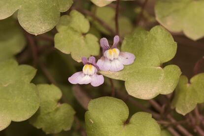 Las flores de la cimbalaria tienen colores violáceos, blancos, amarillos y anaranjados dentro de la misma estructura. 