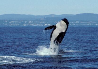 L'orca Granny, en una imatge presa a 1998.