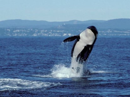 L'orca Granny, en una imatge presa a 1998.