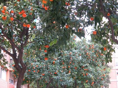 Mermelada Resiliente, recolectando en zona urbana