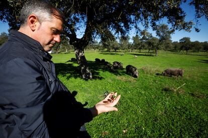 Juan Luis Ortiz director gerente de la Denominación de Origen de jamones de los Pedroches.