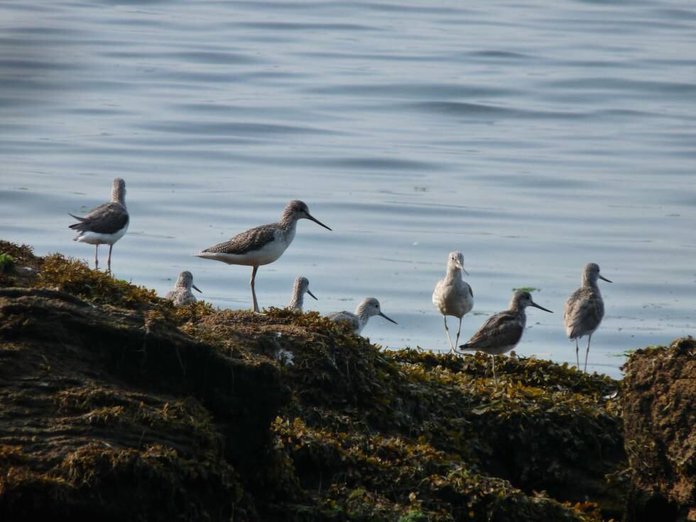 El estuario del Eo es una zona de protección de aves.