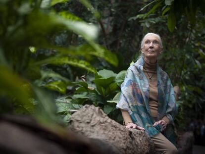 Jane Goodall, dijous en el bosc inundat de CosmoCaixa.