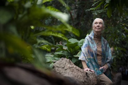 Jane Goodall, ayer en el bosque inundado de CosmoCaixa.
