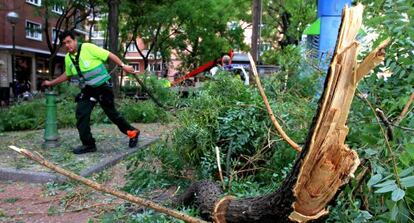 Operarios de limpieza retiran una rama de un árbol en la calle Gabriel Lobo.