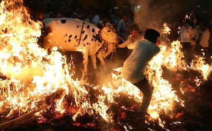 Dos indios tiran de unas vacas para que atraviesen una hoguera como parte de las celebraciones del festival Makara Sankranthi, en Bangalore, India.