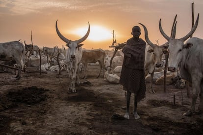 Un niño sudanés de la tribu Dinka posa entre las vacas a primera hora de la mañana en su campamento de ganado en Mingkaman, en el estado de Lagos (Sudán del Sur).