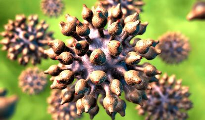 Recreación del virus del papiloma humano.