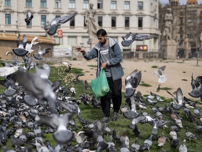 Un joven dando de comer a las palomas en plaza Catalunya.