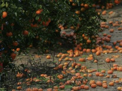 Naranjas en Sevilla tras un temporal, en una foto de archivo.