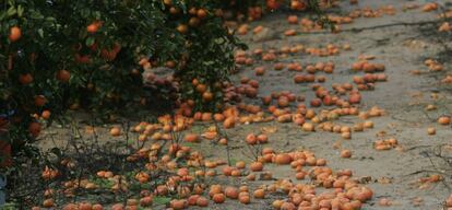 Naranjas en Sevilla tras un temporal, en una foto de archivo.