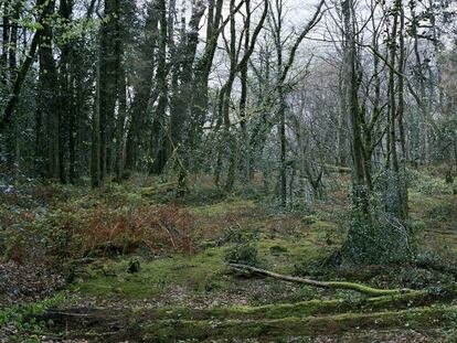 Bosque de Duault, en la región bretona de Côtes-d’Armor, al norte de Francia. 