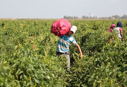 Ahora mismo en el mundo hay 160 millones de niños y niñas trabajando. Uno de cada diez pequeños no tiene más remedio, según el último informe publicado este jueves por Unicef y OIT. En la imagen, Ibrahim, de 13 años, un refugiado de la República Árabe Siria, lleva una bolsa de pimientos que cosechó durante su trabajo como jornalero agrícola. "Si no tuviera que trabajar aquí, pasaría más tiempo en la escuela. Estudiaría más y me convertiría en profesor de mayor", cuenta a Unicef.