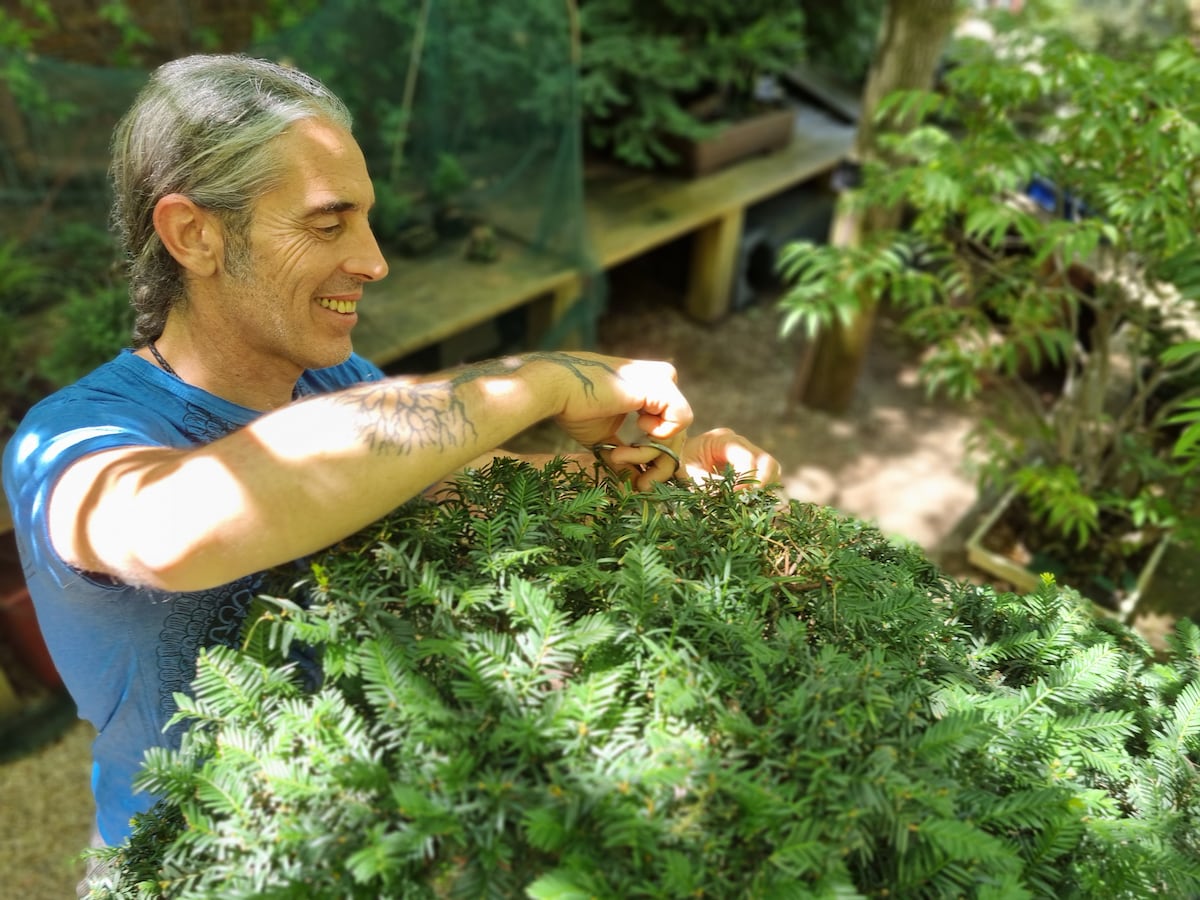Álex Gómez, experto en bonsáis: “Estas plantas no entienden de días libres, de vacaciones”
