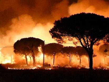 Incendio declarado en junio en el paraje La Peñuela de Moguer (Huelva) que entró en el Espacio Natural de Doñana.