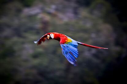 Un guacamayo vuela sobre Lago Lindo en Tarapoto, Perú.