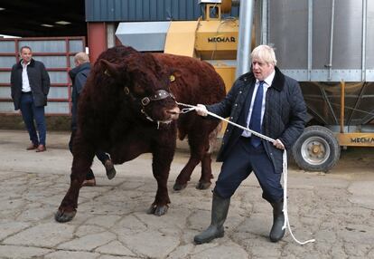 Johnson intenta conducir a un toro a un recinto durante una visita a una granja cerca de Aberdeen, en Escocia, el pasado 6 de septiembre.