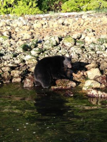 Un oso en Vancouver Island.