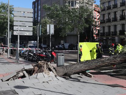 Personal de emergencias junto al árbol que ha caído sobre una mujer este jueves en la calle de Almagro, en Madrid. En vídeo, imágenes de la borrasca.
