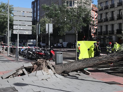 Personal de emergencias junto al árbol que ha caído sobre una mujer este jueves en la calle de Almagro, en Madrid. En vídeo, imágenes de la borrasca.