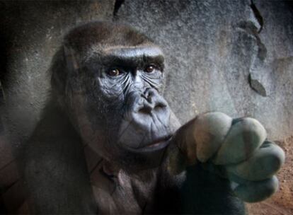 Uno de los tres gorilas nuevos inquilinos, desde el pasado 10 de julio, del zoo Bioparc, en Valencia.